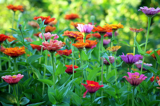April showers and May flowers